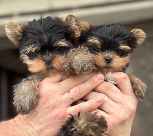 Mini catelusi Yorkshire Terrier - imagine 3