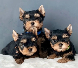 Mini catelusi Yorkshire Terrier - imagine 4