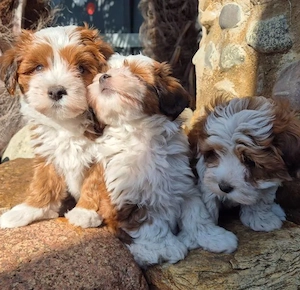 Mini catelusi havanezi