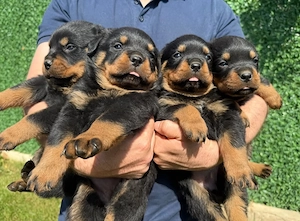 catelusi rottweiler - imagine 2