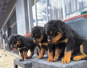 catelusi rottweiler - imagine 3