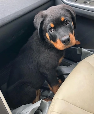 catelusi rottweiler - imagine 4
