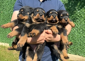 catelusi rottweiler