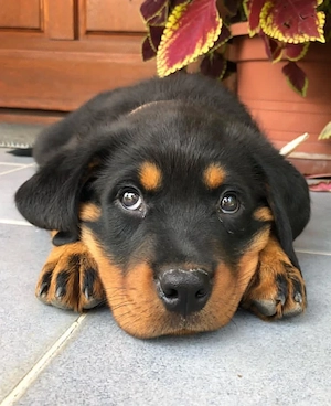 catelusi rottweiler - imagine 5