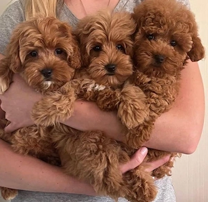 Mini catelusi Maltipoo - imagine 3