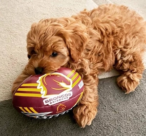 Mini catelusi Maltipoo - imagine 4