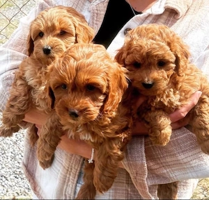 Mini catelusi Maltipoo - imagine 2