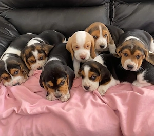 catelusi Beagle - imagine 2