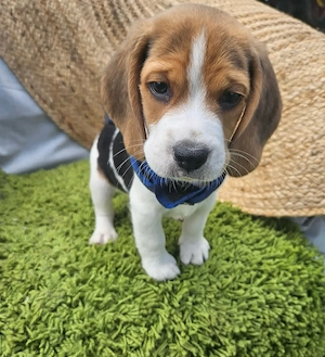 catelusi Beagle - imagine 3