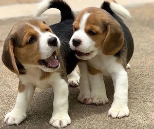 catelusi Beagle - imagine 4