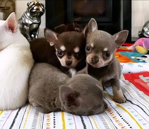 Mini catelusi Chihuahua - imagine 2