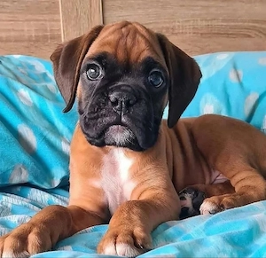 Boxer  Catelusi