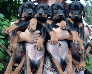 catelusi Doberman - imagine 2