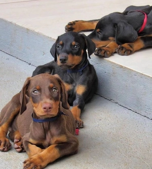 catelusi Doberman - imagine 3