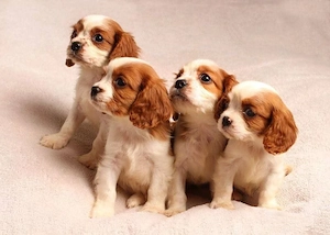 Cățeluși Cavalier King Charles spaniel - imagine 3