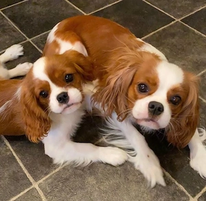 Cățeluși Cavalier King Charles spaniel - imagine 2