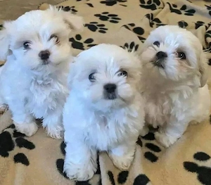 Mini catelusi maltezi - imagine 3
