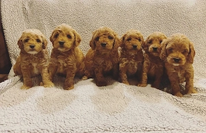Cățeluși Cockapoo