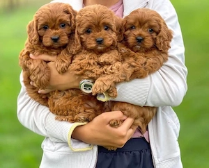 Mini catelusi Cavapoo - imagine 2