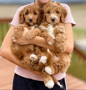 Mini catelusi Cavapoo - imagine 4