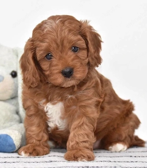 Mini catelusi Cavapoo - imagine 3
