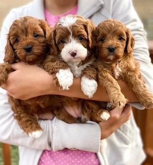Mini catelusi Cavapoo