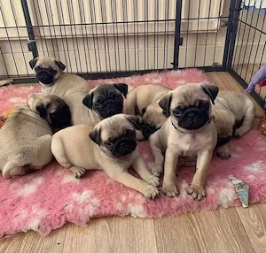 catelusi Mops 