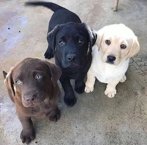 catelusi labrador retriever