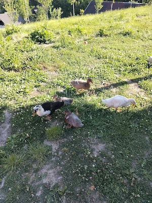 vând rațe 