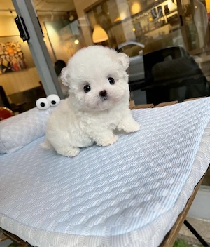 Bichon Maltez Mini Toy  - imagine 3