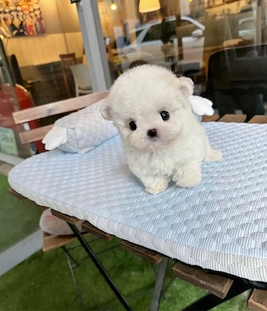 Bichon Maltez Mini Toy  - imagine 2