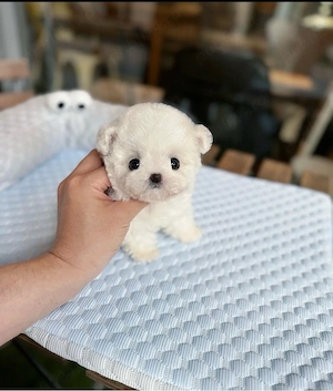 Bichon Maltez Mini Toy 