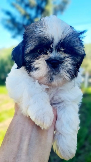  Shih Tzu cu pedigree FCI și certificat veterinar românesc.