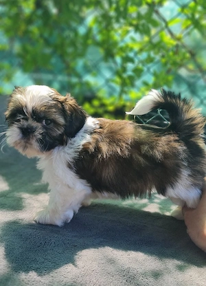  Shih Tzu cu pedigree FCI și certificat veterinar românesc. - imagine 5