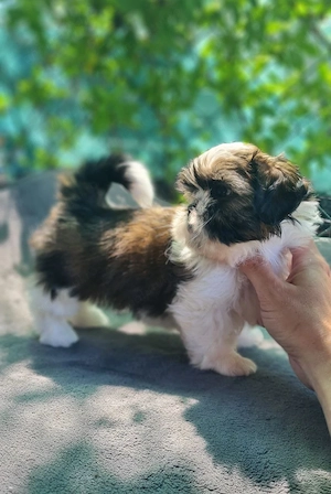  Shih Tzu cu pedigree FCI și certificat veterinar românesc. - imagine 4