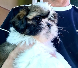  Shih Tzu cu pedigree FCI și certificat veterinar românesc. - imagine 2