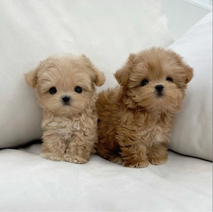 Maltipoo Mini Toy
