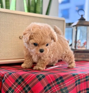 Maltipoo Mini Toy - imagine 5