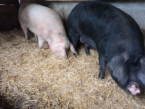 Vând porci