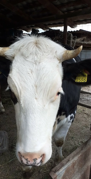 De vanzare juninca angus  gestanta in 4 luni jumate