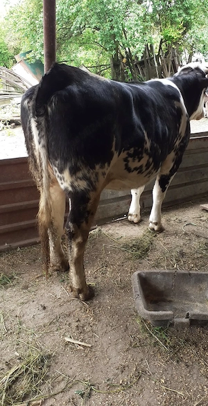 De vanzare juninca angus  gestanta in 4 luni jumate - imagine 4