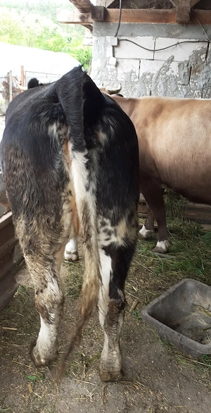 De vanzare juninca angus  gestanta in 4 luni jumate - imagine 5