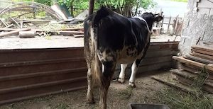 De vanzare juninca angus  gestanta in 4 luni jumate - imagine 3