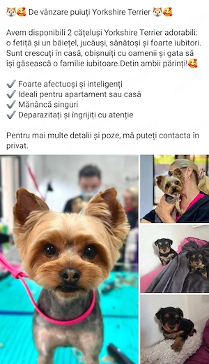Cățeii yorkshire! - imagine 3