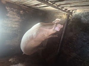 Porc de casă de vânzare