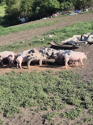 purcei de 6 săptămâni de vanzare 