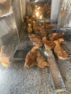 vand puii de rasa new hempshjre foarte frumosi si sanatosi tel   fara mesaje