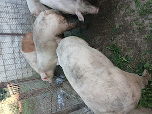 Porci 100 120 kg @ Loc. Suhaia  - imagine 3