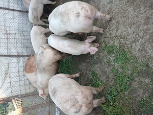 Porci 100 120 kg @ Loc. Suhaia 