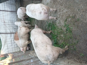 Porci 100 120 kg @ Loc. Suhaia  - imagine 2